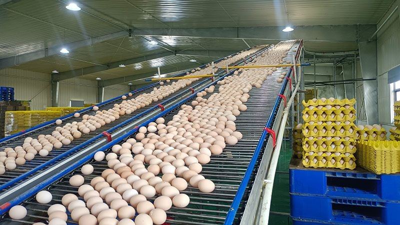 Broiler Cage Feeding System factory